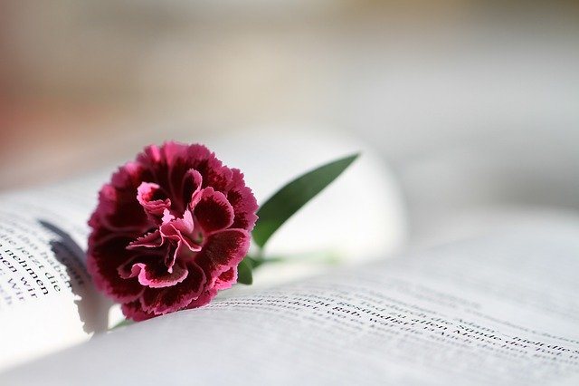 スイカの花の 花言葉 って知っていますか あまいスイカのブログ