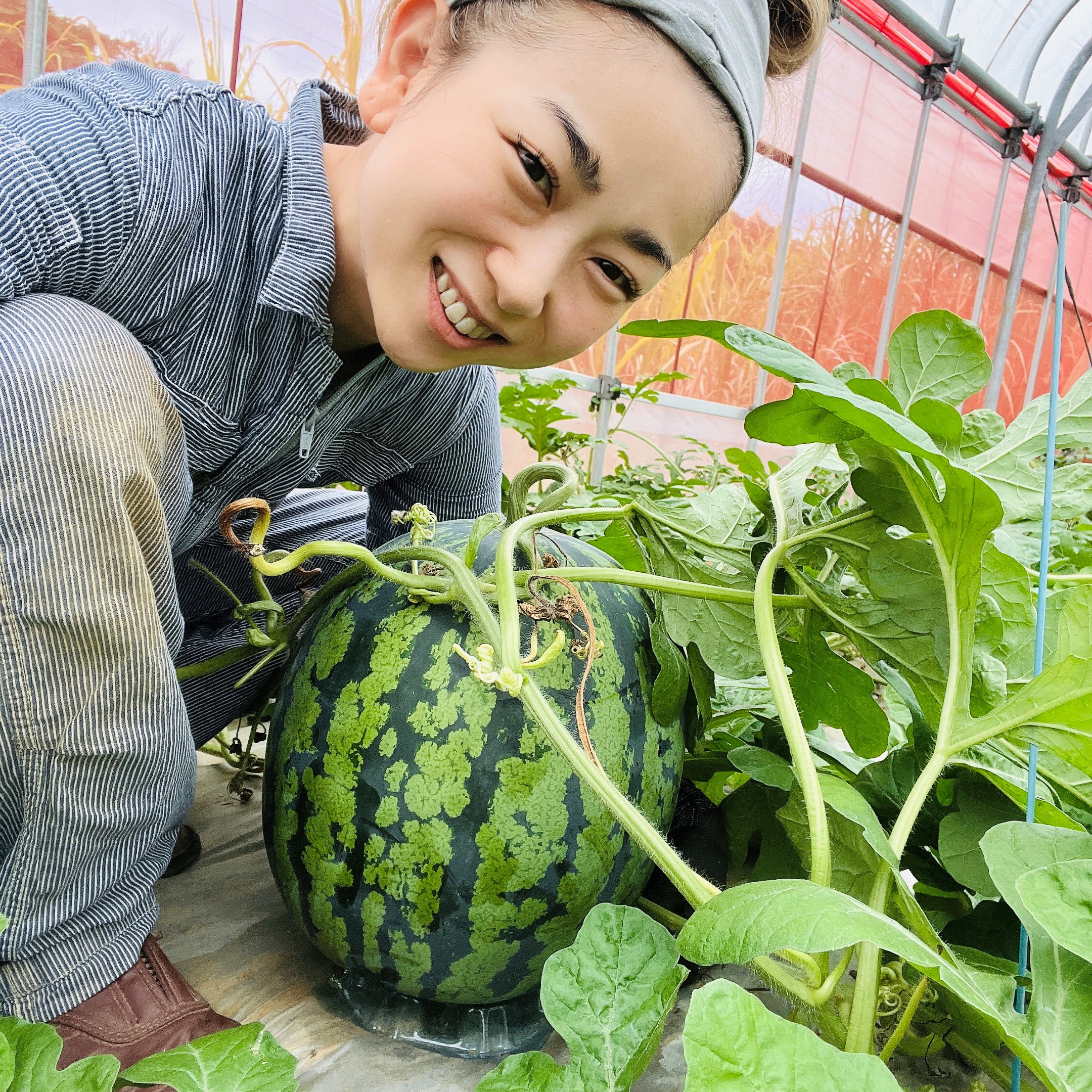 かりゆしすいか1玉【2023年11月〜2024年5月発送予定】|スイカ通販専門